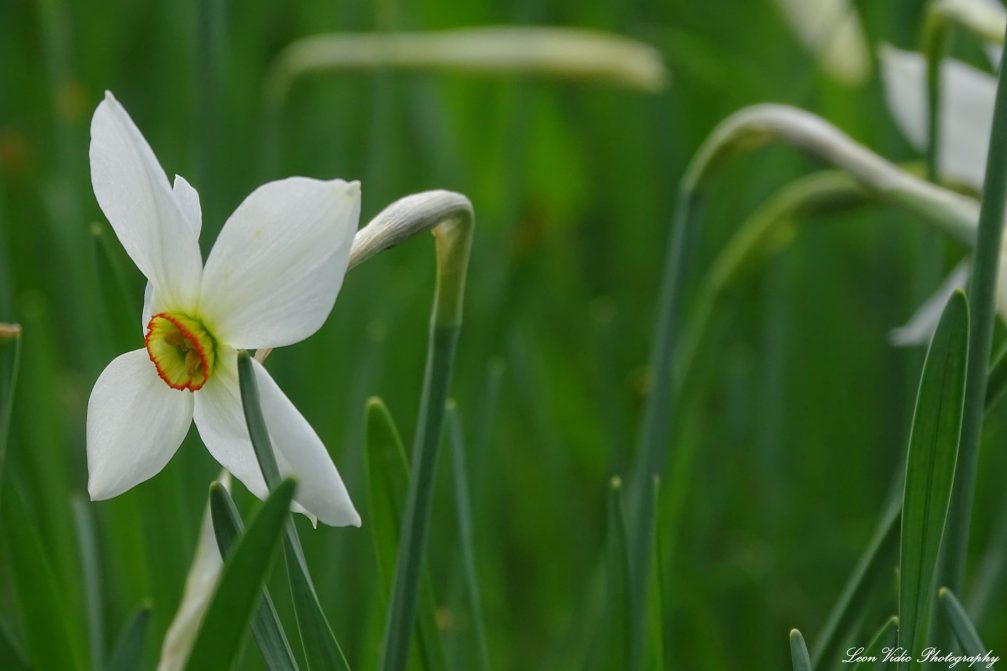 Poets daffodil in Javorniski Rovt above Jesenice