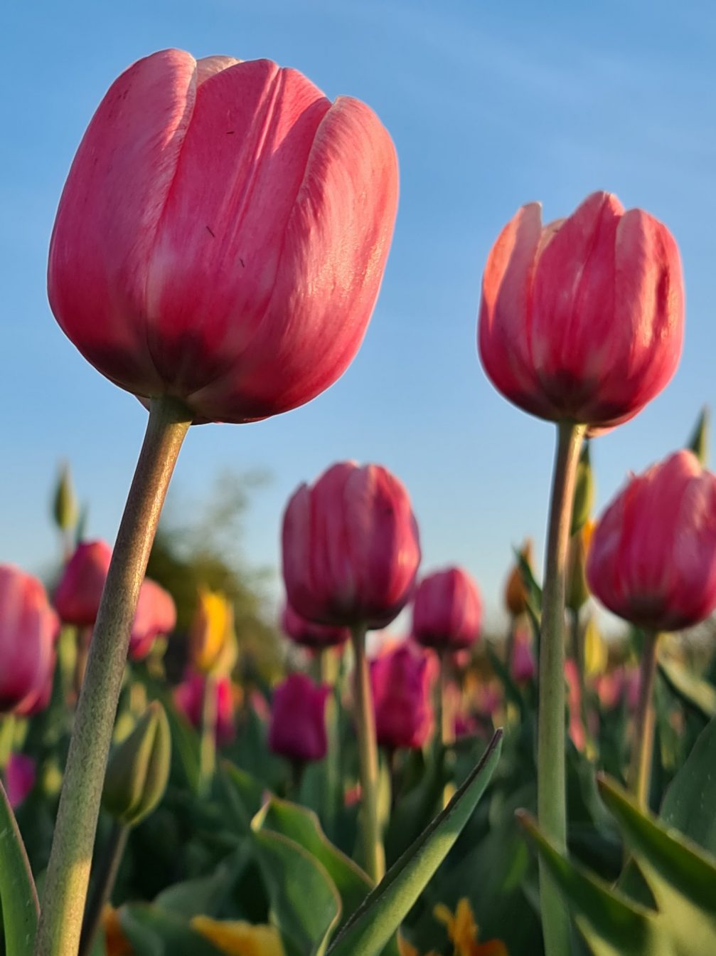 Close-up of a tulip flower in Arboretum Volcji Potok in Slovenia