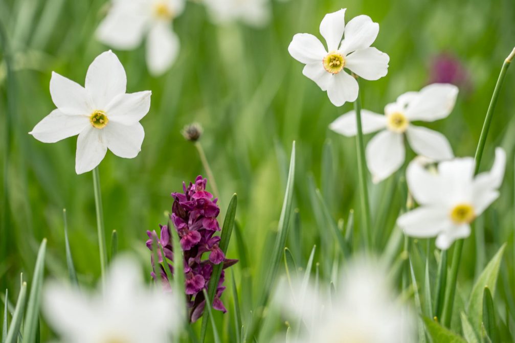 Blooming white wild-growing daffodils in spring