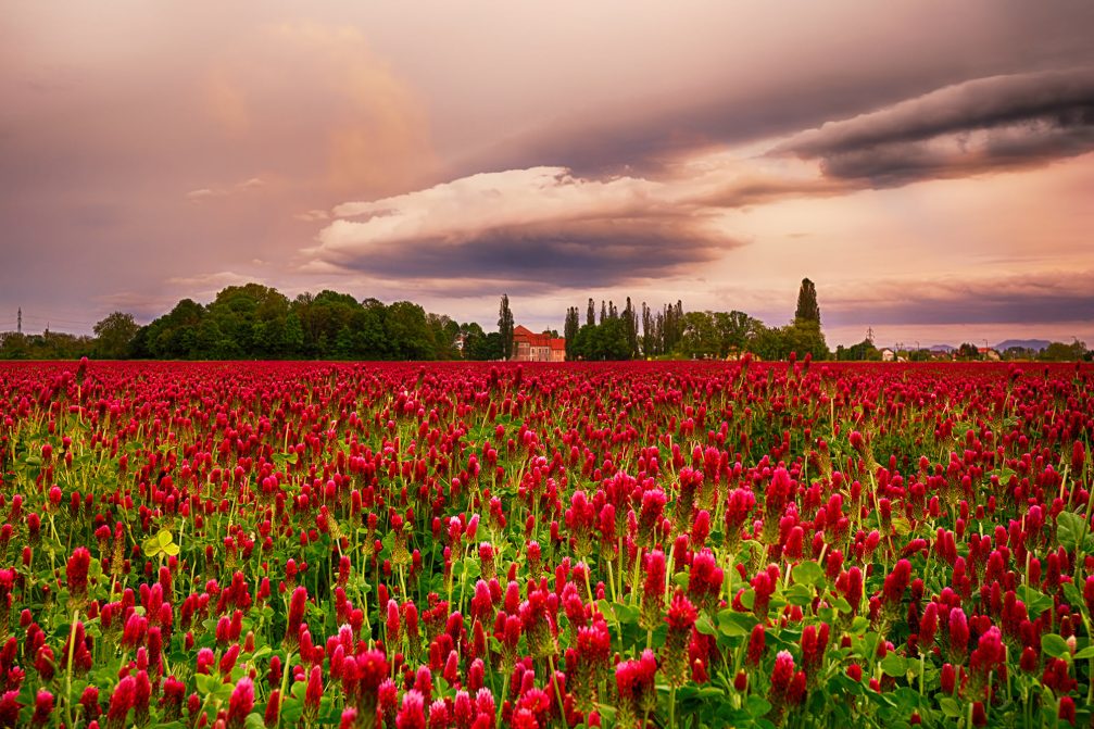 A field of crimson clover in Maribor with Betnava Mansion in the background