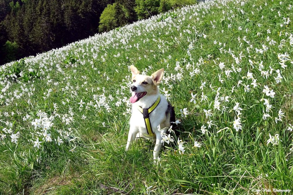 A dog surrounded with white daffodils on the slopes of Golica in northwestern Slovenia