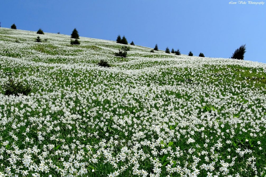 White daffodils on the slopes of Mt. Golica above the town of Jesenice in northwestern Slovenia