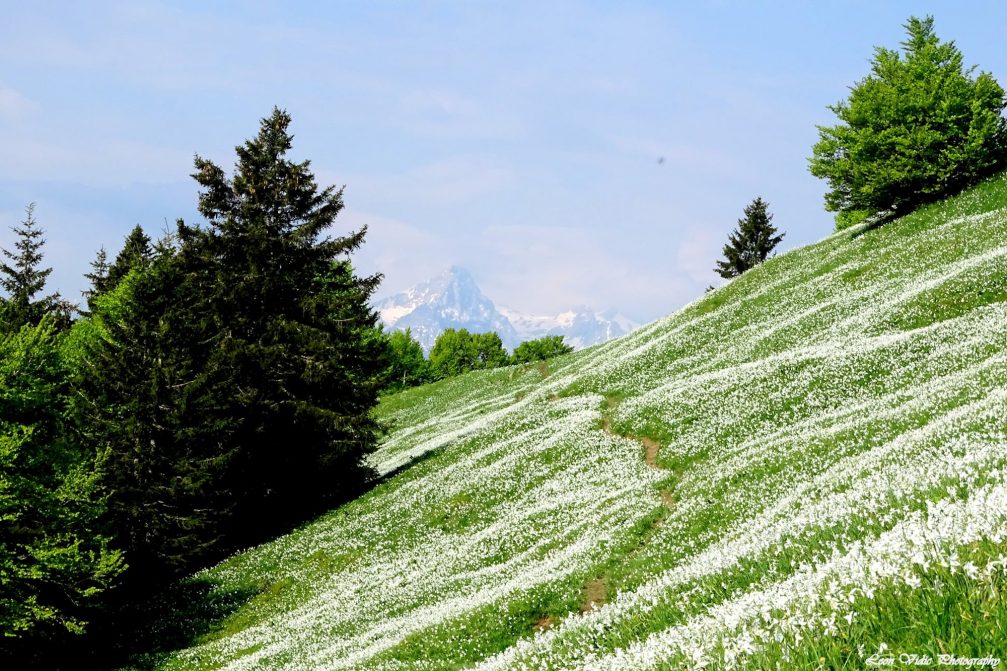 White daffodils on the slopes of Golica with Mount Triglav in the background