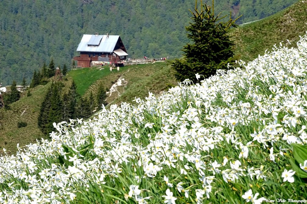 White wild-growing daffodils in spring on the slopes of Golica above Jesenice