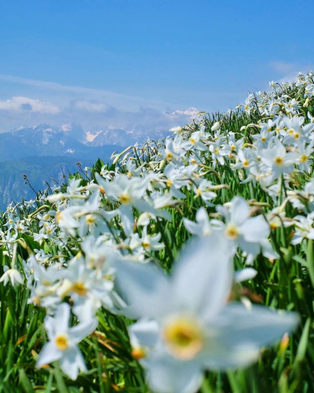 White wild-growing daffodils at Mt. Golica above the town of Jesenice in Slovenia