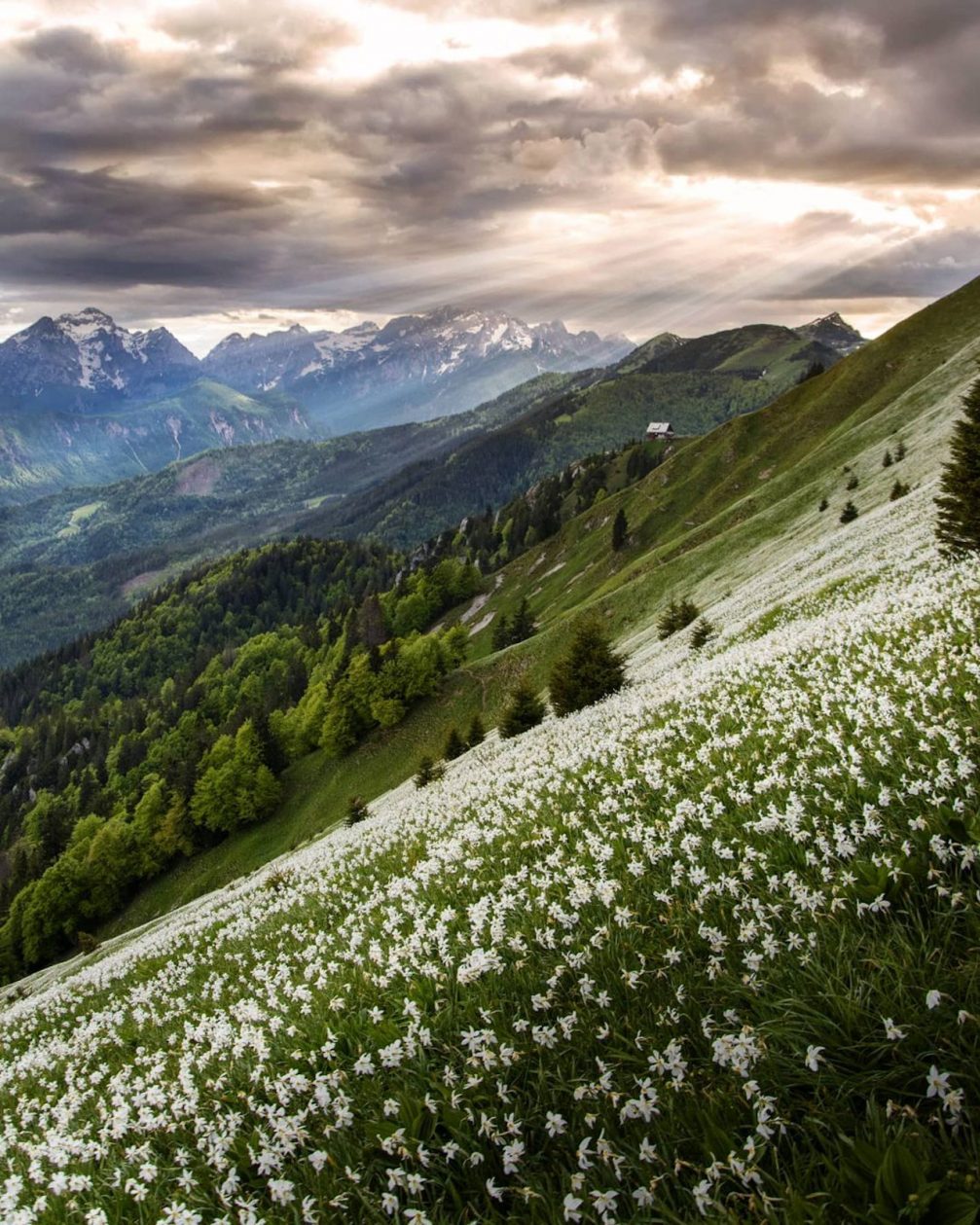 White daffodils called poets daffodils on the slopes of Golica on a cloudy day