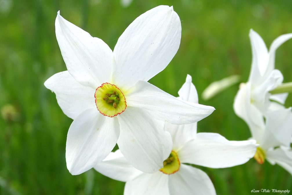 Narcissus Poeticus flower at Golica above Jesenice