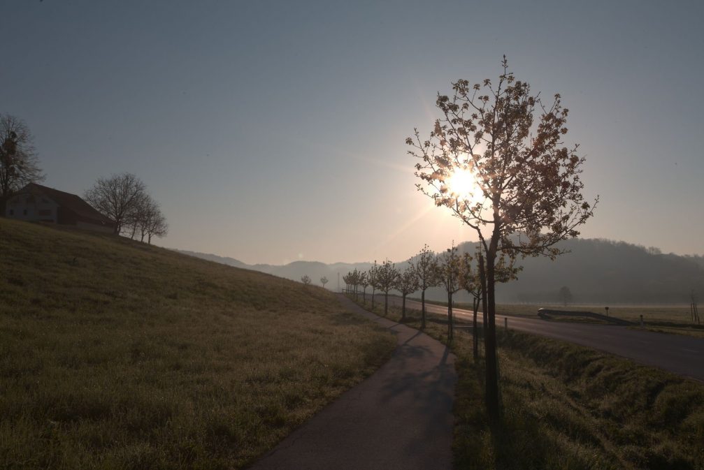 Cycling road beside pear trees in Podcetrtek