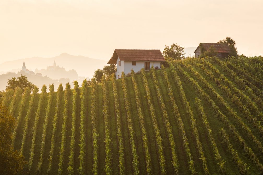 Hillside vineyards Podcetrtek Countryside in eastern Slovenia