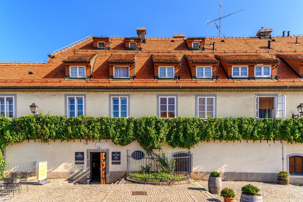 Old vine located in Maribor in Slovenia