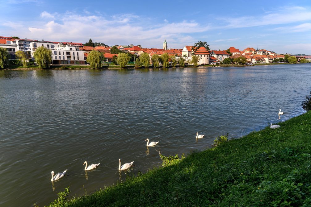 Group of White Swans in the Drava River Flowing Through Maribor, Slovenia