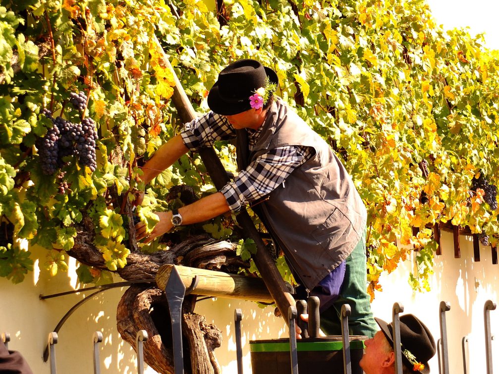 Harvesting of the worlds oldest vine in Maribor, Slovenia