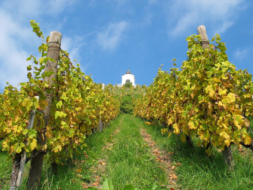Vineyards and the chapel on Piramida Hill in Maribor, Slovenia